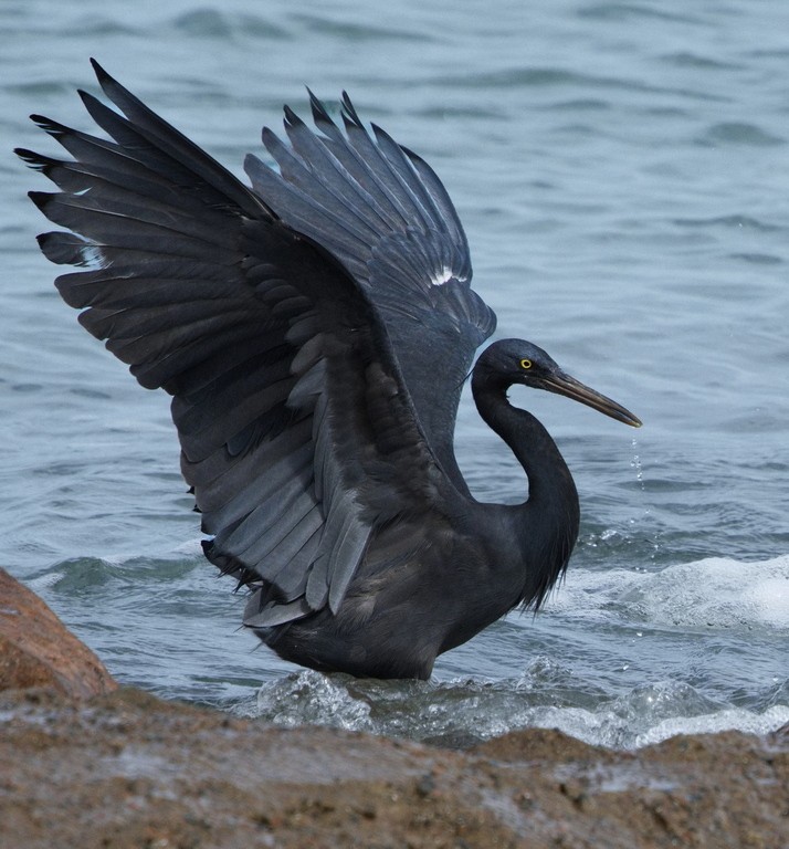 MERIT.....Ray Sutton